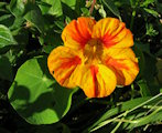 Tropaeolum majus (Garden Nasturtium) - CLICK TO ENLARGE PHOTO
